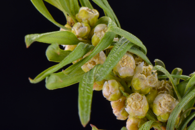 If - Fleurs mâles (Taxus baccata) x1,5